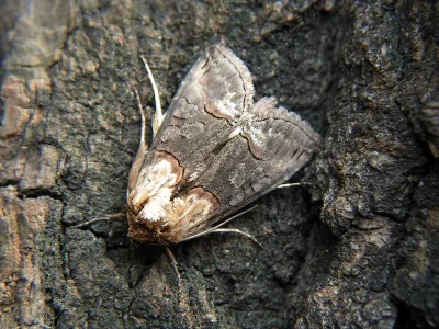 Abrostola triplasia