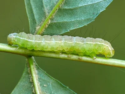 Craniophora ligustri