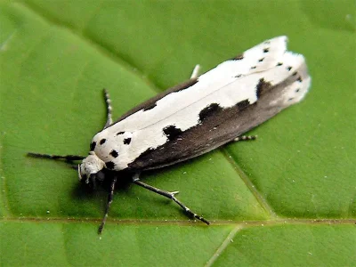 Ethmia bipunctella