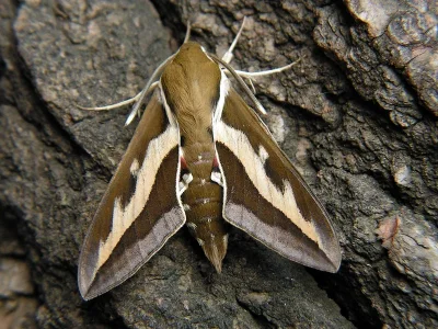 Hyles gallii