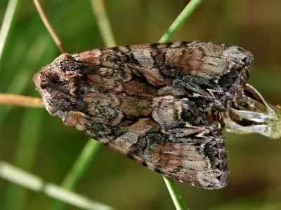 Lacanobia (Dianobia) thalassina