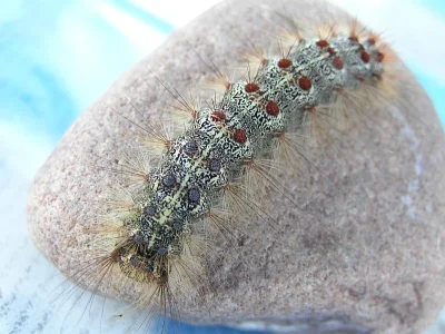 Lymantria (Porthetria) dispar