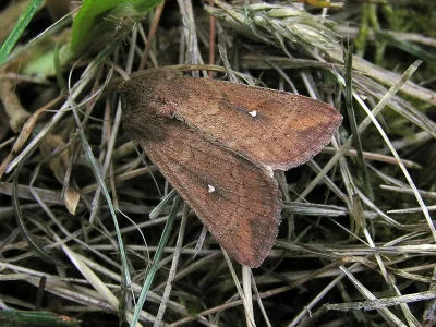Mythimna (Hyphilare) albipuncta