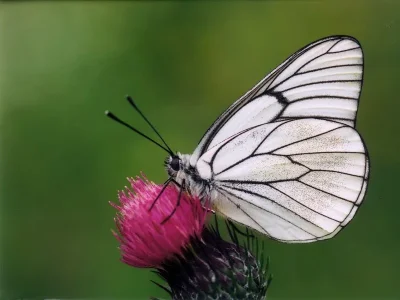 Aporia crataegi