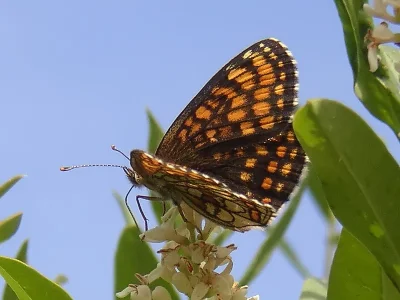 Melitaea (Mellicta) athalia