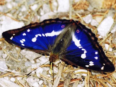 Apatura iris