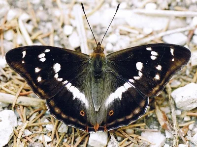 Apatura iris