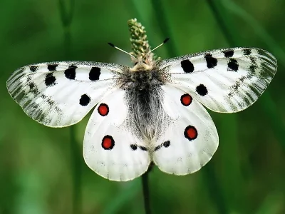 Parnassius (Parnassius) apollo