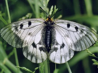 Parnassius (Driopa) mnemosyne
