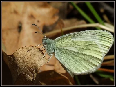Leptidea sinapis