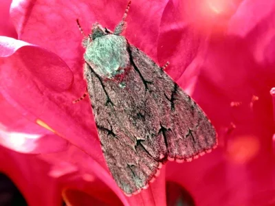 Acronicta (Triaena) psi
