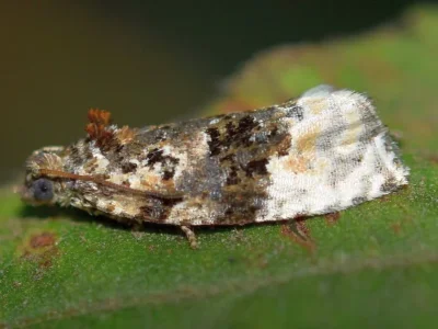 Apotomis betuletana
