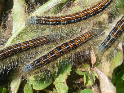 Malacosoma (Clisiocampa) castrensis