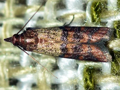 Plodia interpunctella