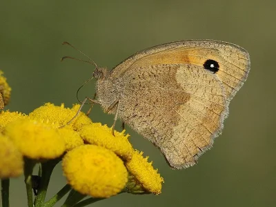 Maniola jurtina