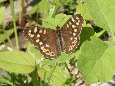 Pararge aegeria