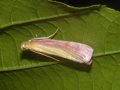 Oncocera semirubella