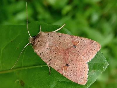 Agrochola (Propenistra) laevis
