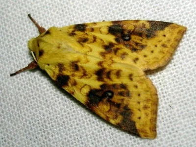 Xanthia (Cirrhia) icteritia