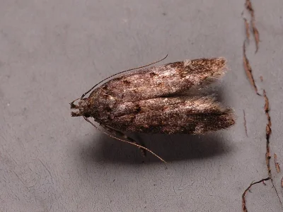 Teleiopsis diffinis