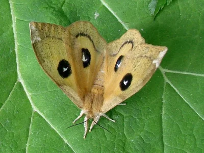Aglia tau