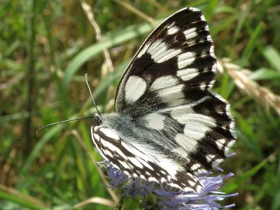 Melanargia (Melanargia) galathea