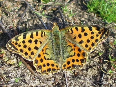 Issoria lathonia