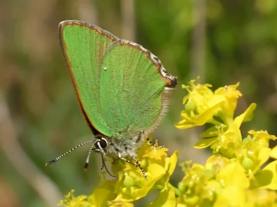 Callophrys (Callophrys) rubi