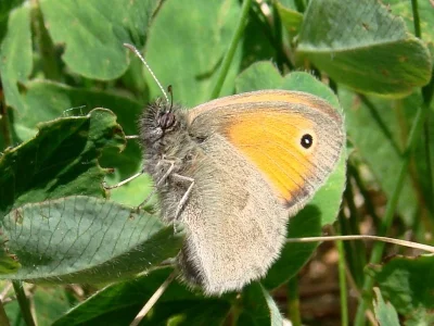 Coenonympha pamphilus