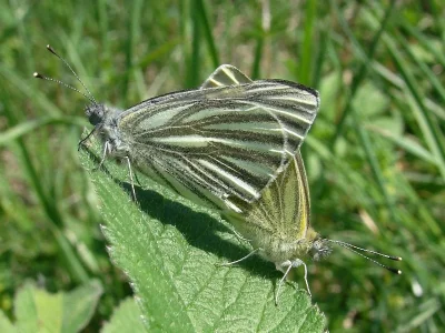 Pieris (Artogeia) napi