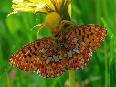 Boloria (Clossiana) euphrosyne