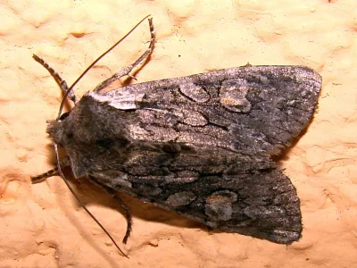 Lithophane (Lithophane) consocia