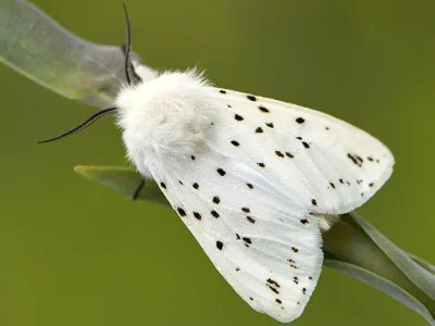 Spilosoma lubricipeda