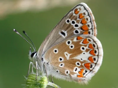 Aricia (Aricia) agestis