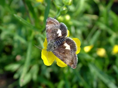 Panemeria tenebrata