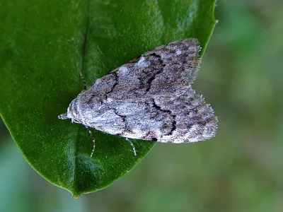 Nola (N.) confusalis