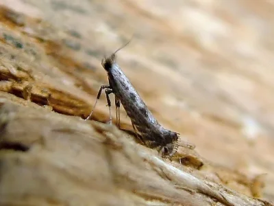 Parornix torquillella