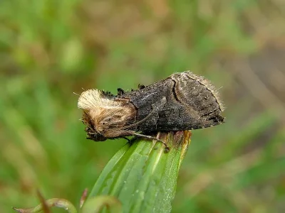 Abrostola triplasia