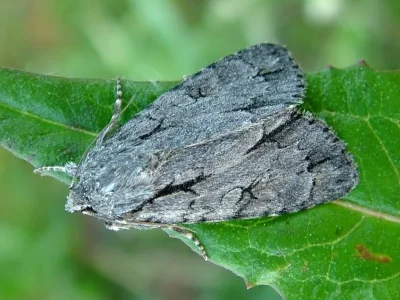 Acronicta (Triaena) cuspis