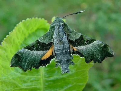 Proserpinus proserpina