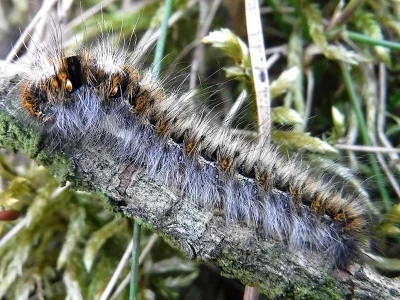 Lasiocampa (Lasiocampa) quercus