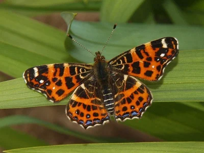 Araschnia levana
