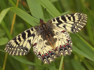 Zerynthia (Zerynthia) polyxena