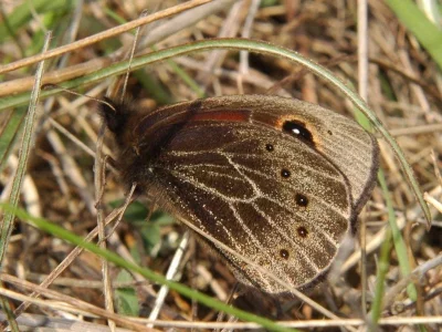 Proterebia afra
