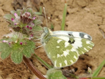 Pontia edusa