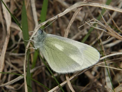 Leptidea duponcheli