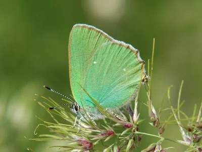 Callophrys (Callophrys) rubi