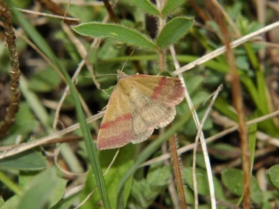 Phytometra viridaria