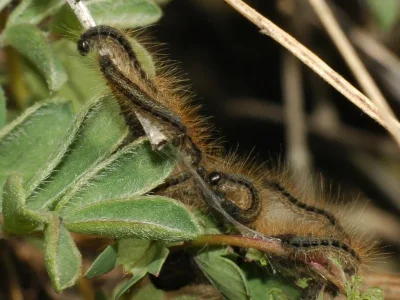 Malacosoma (M.) franconica