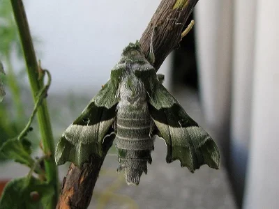 Proserpinus proserpina